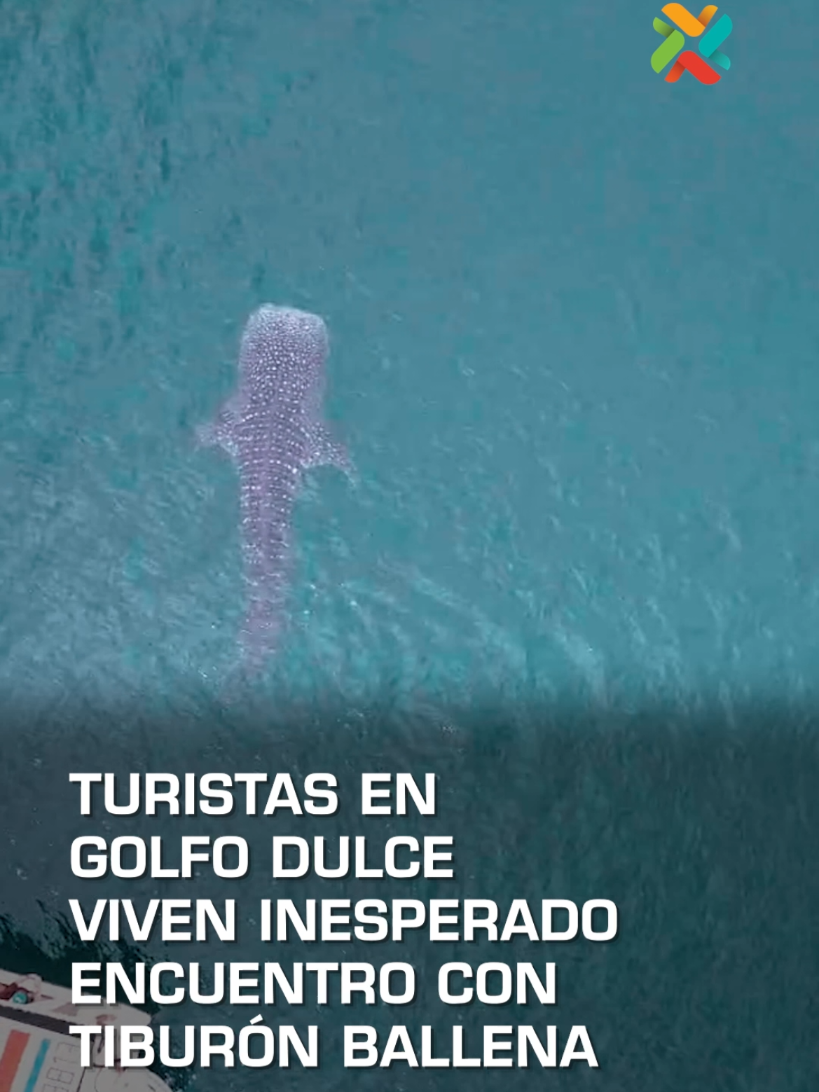 El increíble instante fue registrado este domingo 3 de agosto. El gigantesco animal es inofensivo para los humanos. 🌊🦈 Más detalles en Teletica.com. 💻📲 #Tiburón #CostaRica #Avistamiento #Ballenas