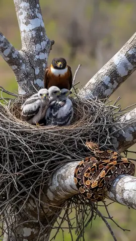 Mother Hawk Fights A Snake To Save Its Kids! #wildlife #animals #rescue