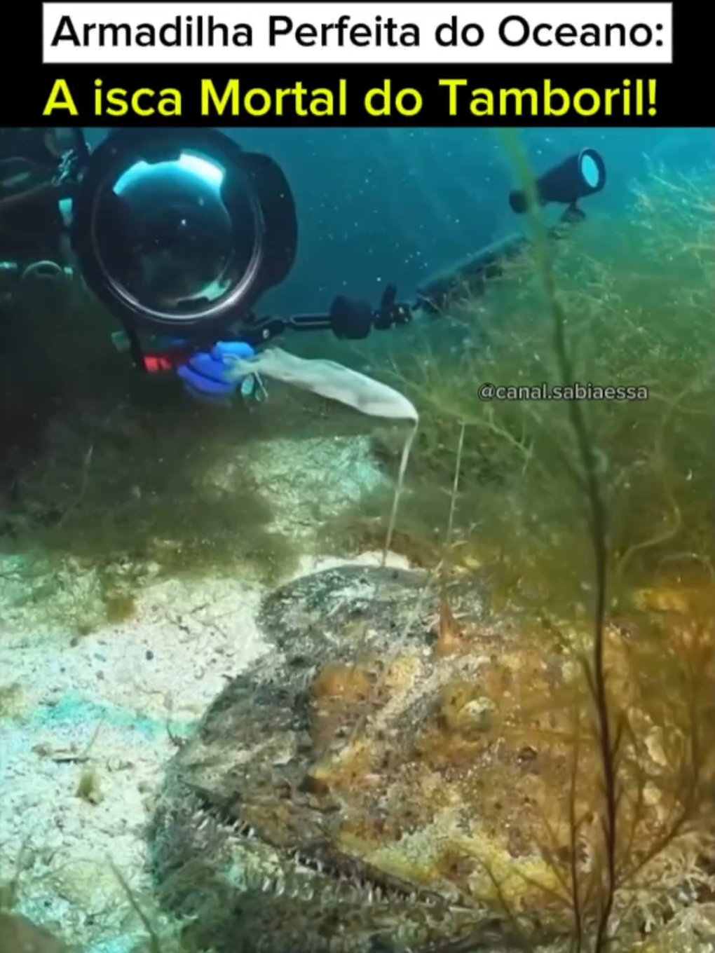 O Predador Mais Traiçoeiro do Oceano! 😱 🐟 Você acha que essa é apenas uma refeição fácil? Pense de novo! O peixe-tamboril, também conhecido como anglerfish, é um dos predadores mais engenhosos e traiçoeiros do oceano. Com sua camuflagem perfeita e uma isca mortal chamada escapa, ele espera pacientemente no fundo do mar até atrair presas desavisadas… e atacar em uma fração de segundo! 😱🌊 📍 Capturado por mergulhadores na Noruega, este momento mostra exatamente como a natureza pode ser implacável e fascinante ao mesmo tempo. Quer saber como esse caçador das profundezas sobrevive e engana até os peixes mais atentos? Assista até o fim! 💬 E você? Cairia nessa armadilha? Conta aqui nos comentários! 📲 Me siga nas redes sociais para mais curiosidades: TikTok & Instagram ➡️ @sabiaessacanal 🔔 Inscreva-se no canal 