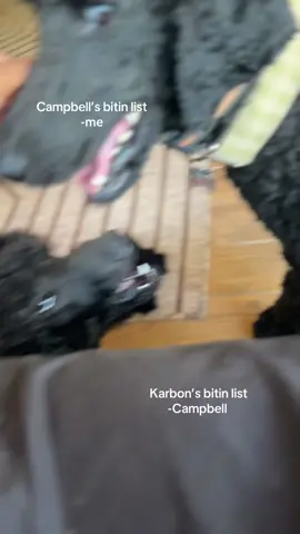 We’re still training the puppy bites🥲                                                           #bitin #fyp #fyp #viral #viral #viralvideo #trending #trend #blowthisup #tiktok #content #tylerchildersmusic #rabies #standardpoodle #spoo