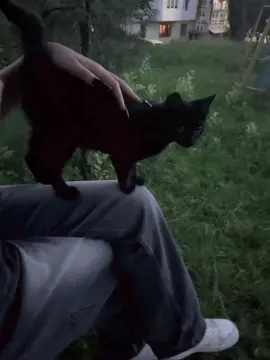 #котенок @лирика 