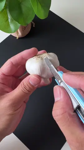 We are not selling products to you, but take natural beautiful things and happy life to you! Enjoy the nature together! #3hlink #Lavender #palmleaves #driedflowers #3hlinkflower #preservedflower #bohodecor #pampasgrass #hydrangea #homedecor #weddingdecoration #babybreath #handmadecrafts #hoteldecor #luxurydecor #flowerbouquet #flowerboxes #flowerbouquets #hydrangeas #christmasdecor #christmasflowers #preservedtree #witchbroom #christmas #driedflowerwholesale #cassiacinnamon #amarantus #willowbranch #minihaybales #decorhaybales 