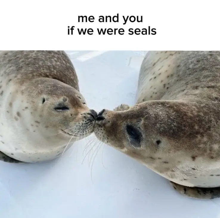 Ough #seal #seals #cute #sealtok #fyp #kiss #Love #couples #ilovemybf #ilovemygf #gf #bf #iloveyou 