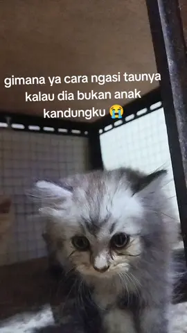 Gimana cara aku ngasi taunya 😭 #menyala #viral #fyp #anabul