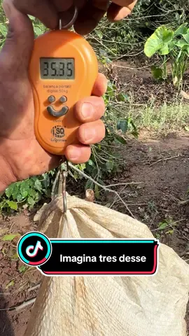 Esse eu vou peza será quantos kilo vai da#agricultura #roça #agro #trabalhomanual 