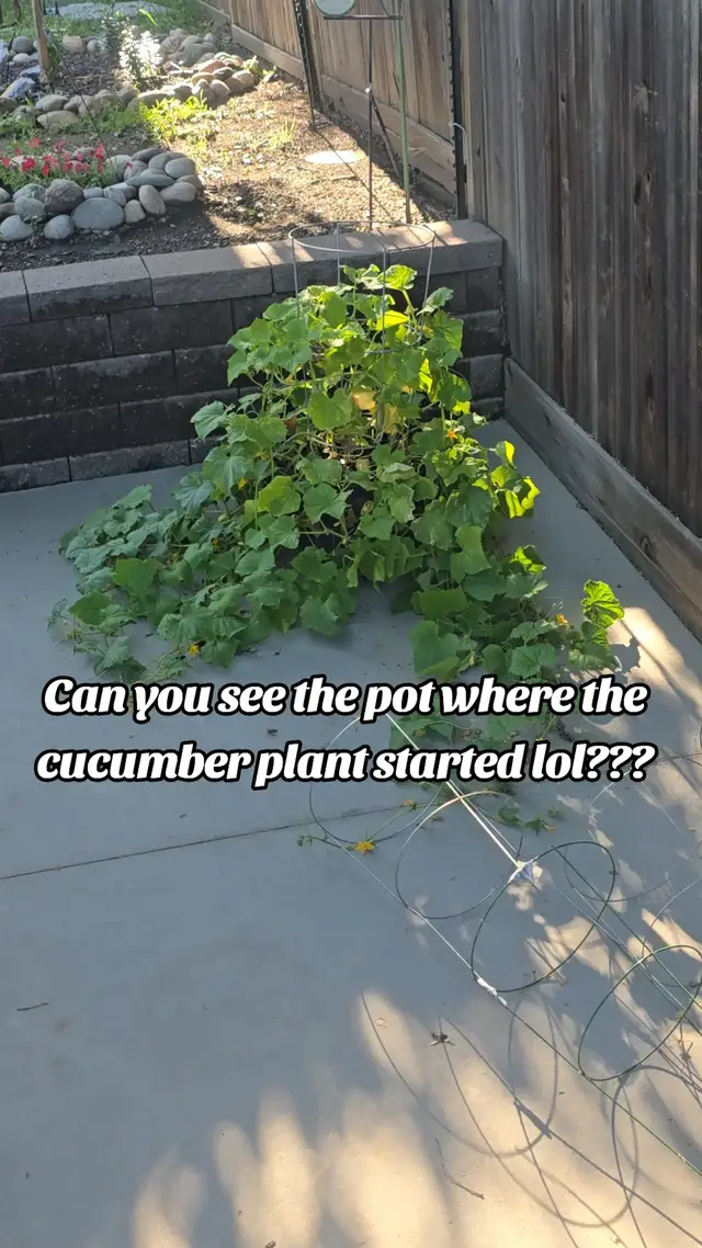 We started growing this cucumber plant and it just took off and didn't stop lol. #cucumberplant #cucumber #planting 