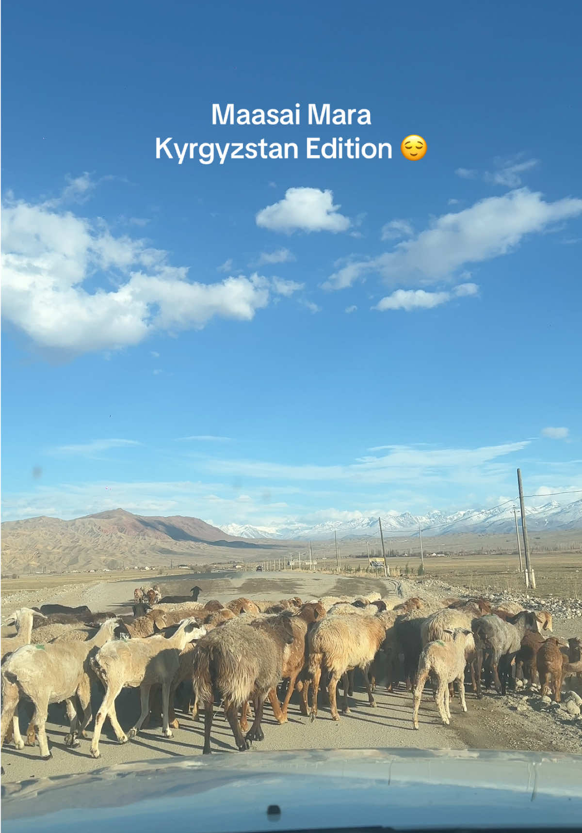 so happy to witness these cuties 🥹🫶🏼 #issykkul #kyrgyzstan #maasaimara  #centralasia #travel #fyp 
