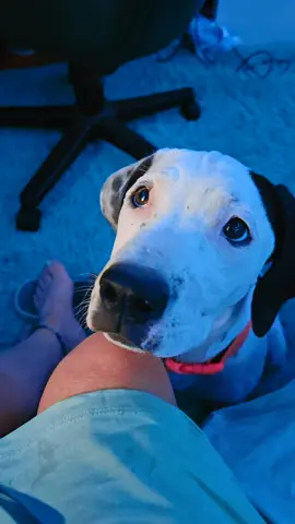 Daenerys #dogsoftiktok 