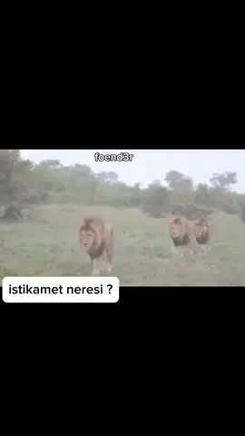 neresi ? #lion #aslan #mapogo #edits #mapogolions #sigmaedit #sigma #mapogos #fyp #kesfet #kesf #kükreme 