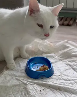 Today, Teya has an operation to sew a hole in the sky. They eat more and more difficult, the hole is getting bigger. I delayed this operation as much as I could, but I couldn't go any further. Chronic rhinitis already, ottitis and swelling of the sinuses in front 😭 The operation is not simple, they will take a piece from the ear and close the sky, because the hole is already large. Actually, that's why the spines are always on jelly, Thea's sauce flows into the hole and she suffocates You can support the baby with the details, the chat of the fin curators has long since collapsed, and I don't have pennies. To collect 40 thousand