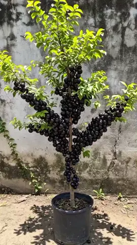 Membalas @inifelix777 Bibit anggur Brazil / bibit anggur Brazil cepat berbuah / bibit anggur Brazil berbuah lebat / bibit anggur Brazil preco / bibit anggur Brazil sudah berbuah #bibit #benih #bibitanggurbrazil #bibitanggurpohon #bibitanggurpreco 