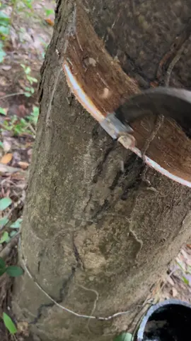 บ้านฉันมันจน😅🌳#rubber #กรีดยาง #สวนยาง #ยางพารา #ยางก้อนถ้วย #ผู้หญิงกรีดยาง🌿 