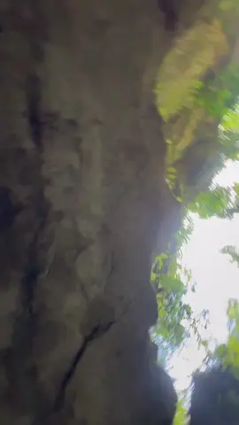 Screams of joy, splashes of fun. This is what canyoneering memories are made of! 𝗕𝗢𝗢𝗞 𝗔𝗡𝗗 𝗥𝗘𝗦𝗘𝗥𝗩𝗘 𝗬𝗢𝗨𝗥 𝗦𝗟𝗢𝗧𝗦 𝗪𝗜𝗧𝗛 𝗨𝗦 𝗡𝗢𝗪! 📩 𝐖𝐄 𝐎𝐅𝐅𝐄𝐑: ✅ Kawasan Falls ✅ Canyoneering Adventure ✅ Moalboal Tour ✅ Oslob Tour ✅ Moalboal + Canyoneering Adventure Tour ✅ Oslob + Canyoneering Adventure Tour ✅ Oslob + Moalboal Tour ✅ 2D+1N South Cebu Tour 𝐂𝐎𝐍𝐓𝐀𝐂𝐓 𝐔𝐒: 📋IG: dk_kawasancanyoneering 📋TikTok: dk_kawasancanyoneering 📋WhatsApp: +63 955 725 7357 📩 dk.kawasancanyoneering@gmail.com 📲+63 955 725 7357 #fyp #fypシ #fypviralシ #foryou #foryoupage #canyoneering #lovephilippines #touristattraction #tourism #philippines #badiancanyoneering #cebu #destination 