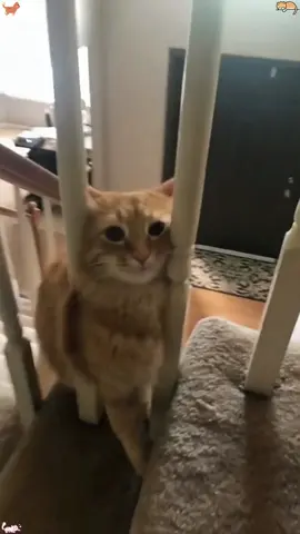 Funny cats on the stairs#cat #foryou #catsoftiktok #funnycat #happy #cats 