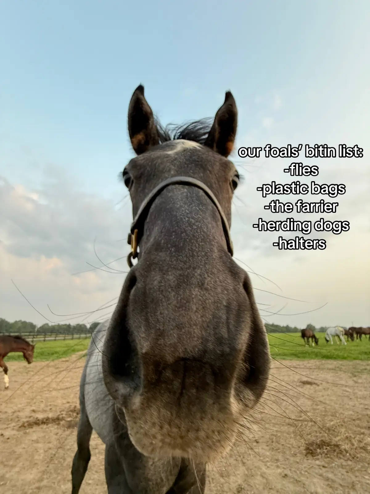 Honorable mention is getting fed 5 minutes late  #bitinlist #foalsoftiktok #grayson 