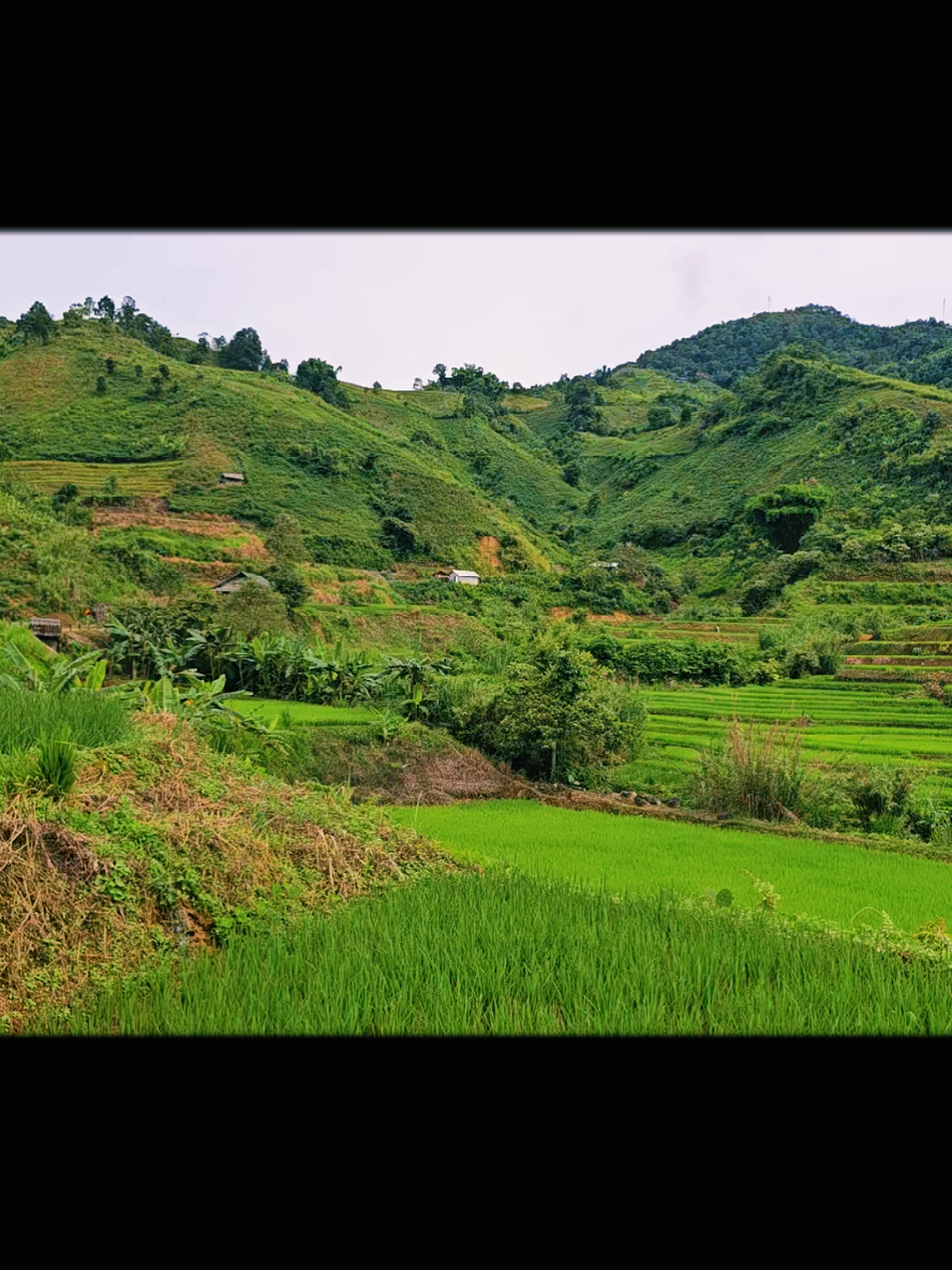 về quê em ngắm cảnh ruộng bậc thang và tận hưởng không khí trong lành ạ#xuhuongtiktok #miennui #xuhuong #canhdepthiennhien 