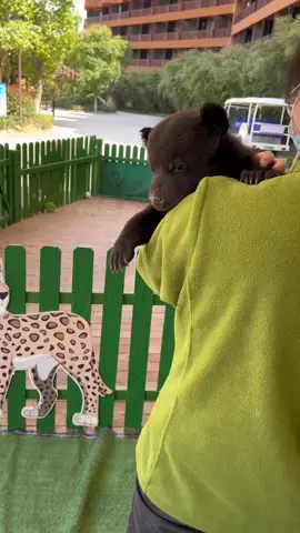 Cute baby bear ❤️🐻  #animallover #cuteanimals #rescueanimals #wildanimals 