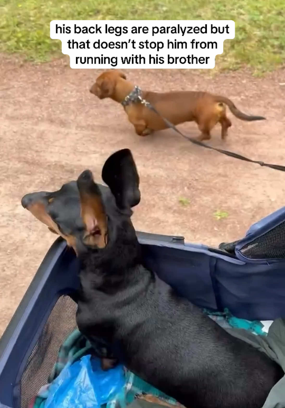The way he's still keeping up! 🥹⁠ ⁠ cr: @amqzak #dogvideos #dogvideo #dogsvideo #dogwalk #dogs #dogparent #dogsoftiktok #dogtok #dogtiktok #cutedogs #sweetdog #cutedog #viraldog #doglove #doglover #dogsofttiktok 
