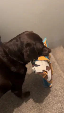 😅😂#dogsoftiktok 