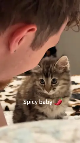 Angry kitten.🐱🌶#cat #kitten #cats #funny #foryou #foryoupage #funnycat #funnyvideo #fyp #catsoftiktok #catlove #animals 