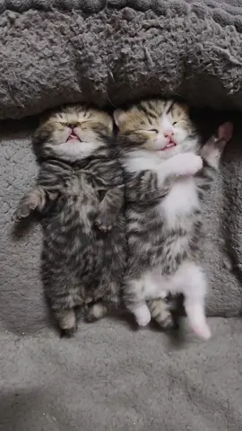 #goodnight #cat #asmr #kitten #cutebaby 