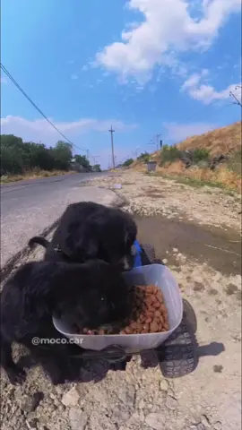 Kindness doesn’t need words just a little time, a little care, and a full bowl 🐾❤️ #FYP #ViralVideo #TrendingNow #WatchThis #MustSee 