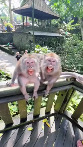 Bro,you’re touching my wife right in my face?!🤣🐵#tiktok #foryou #funnyvideos #monkey 
