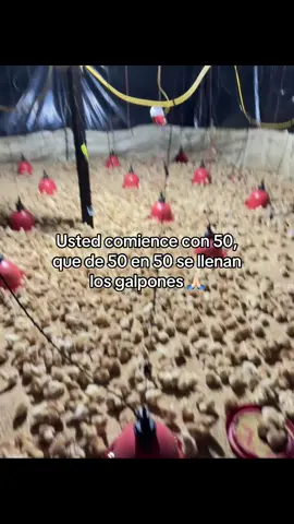 #avicultura #gallinaponedora #fypシ゚ #viral #paratiiiiiiiiiiiiiiiiiiiiiiiiiiiiiii 