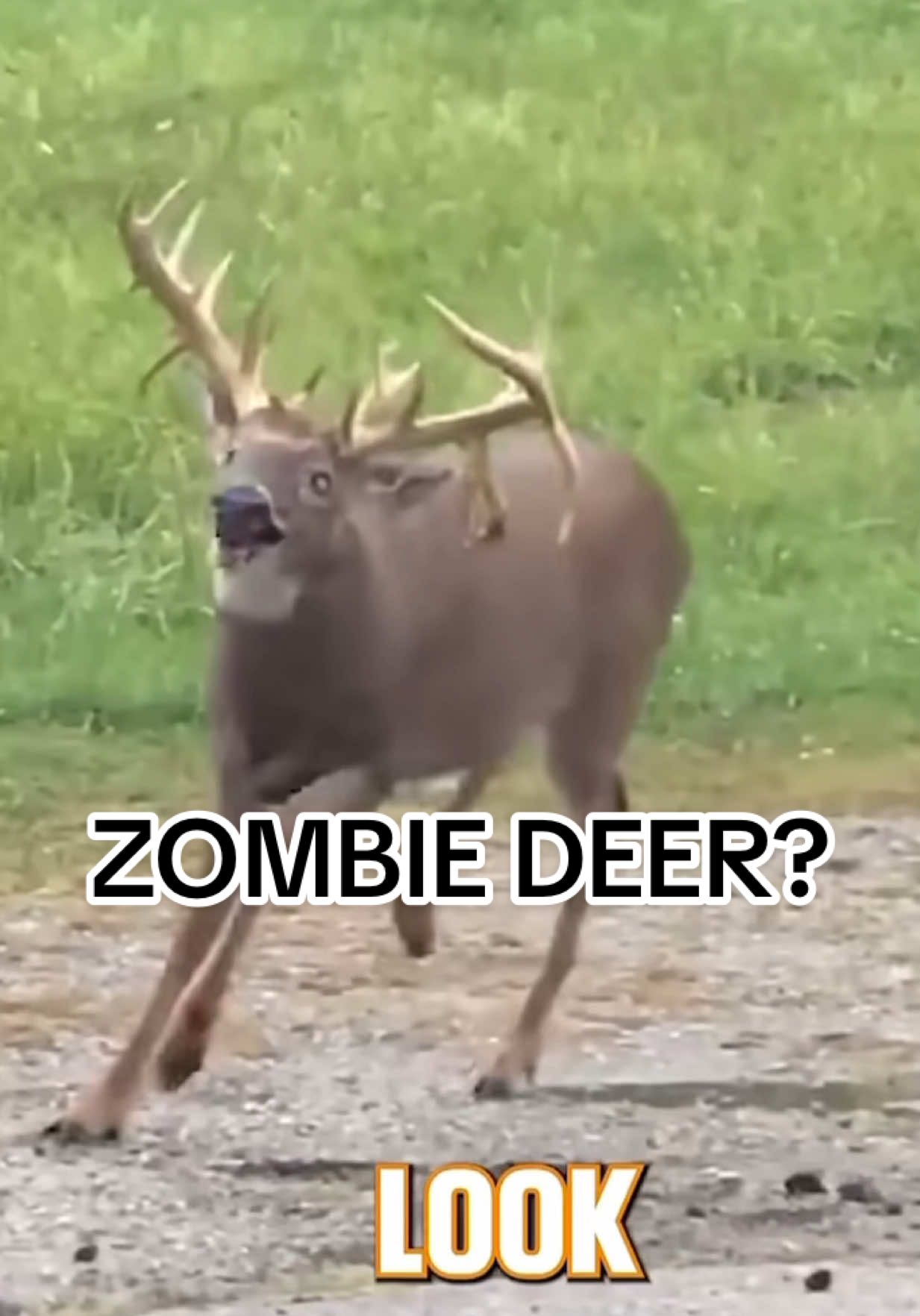 ZOMBIE DEER? The 2 mainstream diseases deer will get are EHD & CWD, Both will be the end of that deer. I’ll let you do more research on the both of those. The Warts on the deer APPARENTLY are Ok? The meat is still safe to eat and it only will hinder the animals life if it blocks their airways, or blocks their eyes, affects their eating… What would you do in these situations?? #deer #deerhunting #viral #hunting #bowhunting #archery #react 