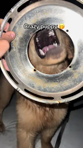 #fyp #viral #funny #funnydog #dogsoftiktok #puppy #goldenretriever #boat #boatlife #sailboat 