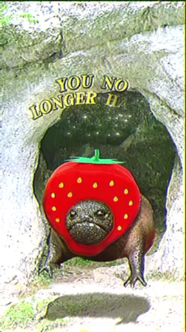 Is this therapy? #holyfrogfather #frogfather #frog #frogs #meme #Love #honest #therapy #depression #hopecore 