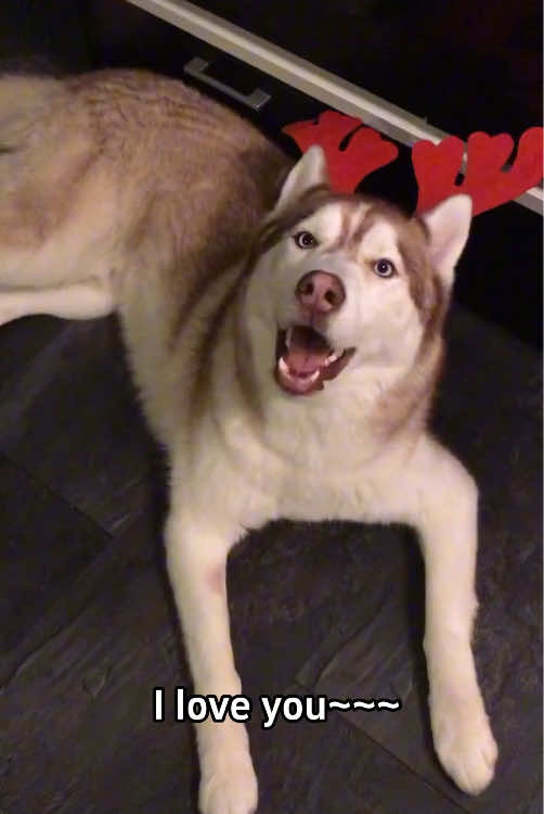 When your funny and dramatic dog suddenly speaks perfect English…!🥰#dog #funny #dogsoftiktok #funnyvideos 
