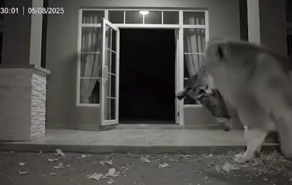 Krik Krik #lionelmessi #lion #viral #fypp 