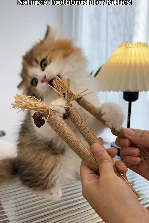 Healthy teeth,active play,happy kitty!must-have chew toys for growing cats!#dealsforyoudays #pettoy #catsoftiktok #cattoy #pettoysale #chew #chewtoy 