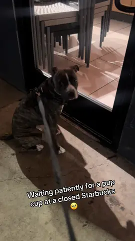 Call 911, she needs her pup cup #pitbull #pitbullsoftiktok #dog 