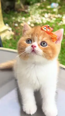 Aku cudah cantik belum onty 😽 أَعُوذُ بِكَلِمَاتِ اللهِ التَّامَّةِ مِنْ كُلِّ شَيْطَانٍ وَهَامَّةٍ وَمِنْ كُلِّ عَيْنٍ لَامَّةٍ #adopsikucinglampung #adopsibritishshorthair #adopsikucing #adopsibritish #bshlampung #britishshorthair #britishjakarta #kittensoftiktok #kittenbritish #kitten #bshkitten #cat #catlucu #lucu #adopsikucingsurabaya #adopsikucingtangerang #cute #cats #kucing #cutecat #catsoftiktok #kaalfareycattery #pecintakucing #catlover #catloversindonesia #breederbsh #kaalfareycats #lucu #lucuvidio #fun #funny #funnyvideos 