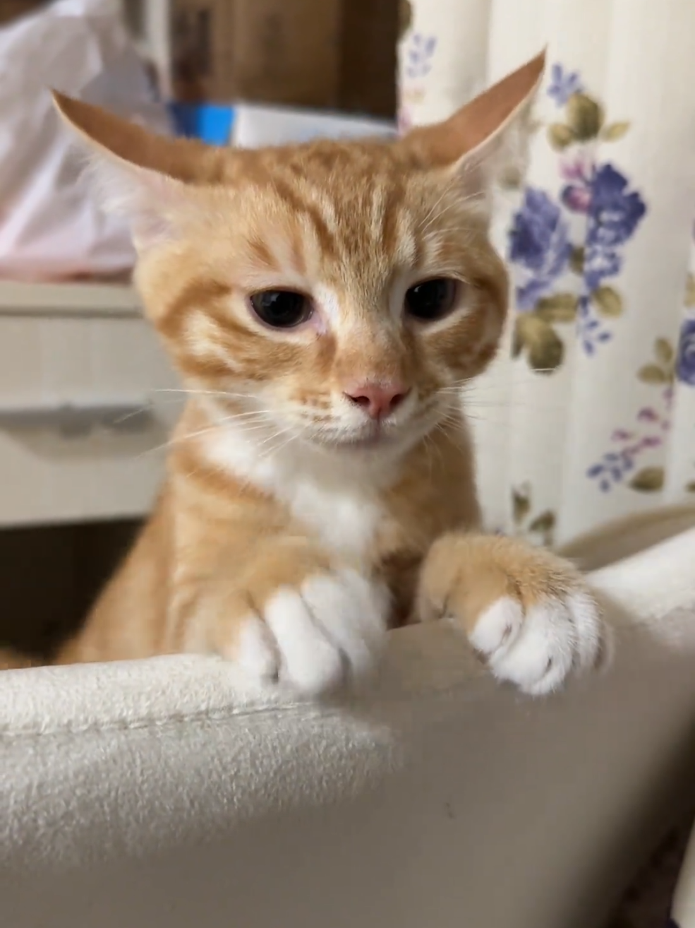 How to coax when angry! Online Wait!!! #cat  #catlovers #tiktok #catsoftiktok #capcut #cattok #catlover #cats #pet 