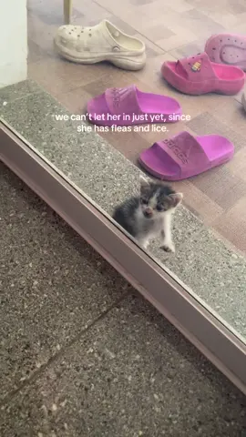 We are raising funds for her vet bills🫶🏻 (Please message me if yiu want to donate. We cant do ko-pi anymore because its holding the funds for 21 days :((()  :<< (we’re treating her!) #catsoftiktok #kitten