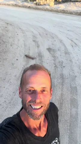 #gilamonster #arizona #desert #animals 