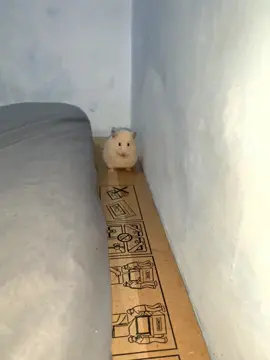 spill adek cimit kalian dong🫰🏻 #hamster #hamstergang #hamster_team🐹 #hamsters #cikrak 