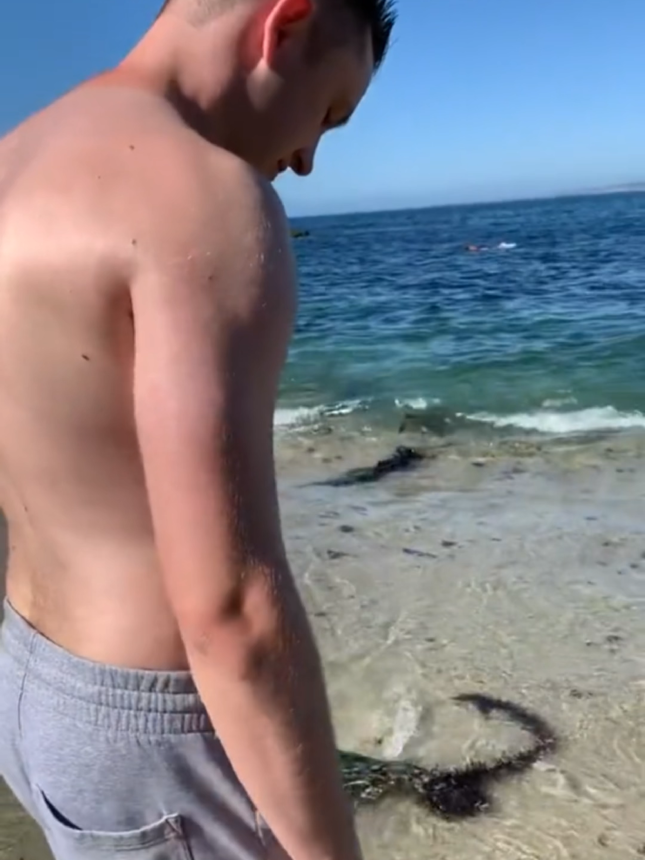 Ranking Best Animal Chasing People Clips#fyppppppppppppppppppppppp #usa #funnyanimal #funnyanimals