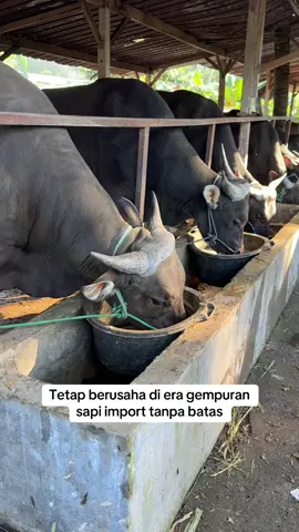 Semangat 🔥🔥🔥 #sapi #sapibali #sapibalipremium #sapisuper #sapijumbo #sapingamuk #sapikurban #sapiqurban #sapipotong #sapikontes #ngarit 