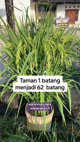 Anakan padi keluar malai semua 😍 istimewa #nusantaraselection #kojien #fyp #padi #foryou #petanimuda