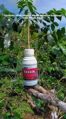 Obat segudang manfaat,Aussie genoderma. Ayo co sekarang mungpung lagi ada promo dan rasakan khasiatnya🤗 #coffeefarmer #aussie #viral #trending #fyp 