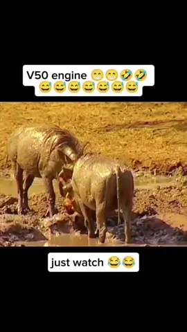 V50 turbo engine 😁😁🤣🤣🤣🤣🤣🤣🤣🤣🤣🤣#warthog #kasongo #animals #animal #animalsoftiktok #tiktokanimals #animalworld #animalplanet #animalvideos #wildanimals #wildlife #wildphotography #predator #prey 
