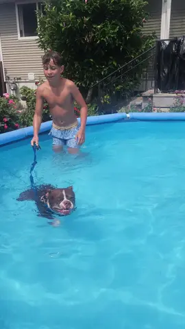 Swimming is better with your bestie. ❤️ #bostonterrier #dogs #dogsthatswim 