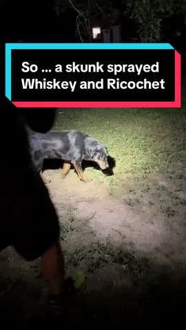 If your dog is #sprayed by a #skunk here is what you should do: 1 quart (4 cups) 3% hydrogen peroxide 1/4 cup baking soda & 1 teaspoon liquid dish soap (like Dawn) Run it into the dogs DRY fur and let sit for 5-10 minutes then rinse with a hose (repeat a few times if it’s really bad) Then give them a bath inside with pet shampoo to restore their skin. #dogsoftiktok #DogTok #FunnyDogs #DogLife #PuppyLove #GoodDogs #StoryTime #DogStory #DogDrama #DogMomLife #IfYouKnowYouKnow #ThisHappened #OnlyMyDogs #Skunked #SkunkSpray #SkunkProblems #SkunkEncounter #FYP #ForYou #ForYouPage 