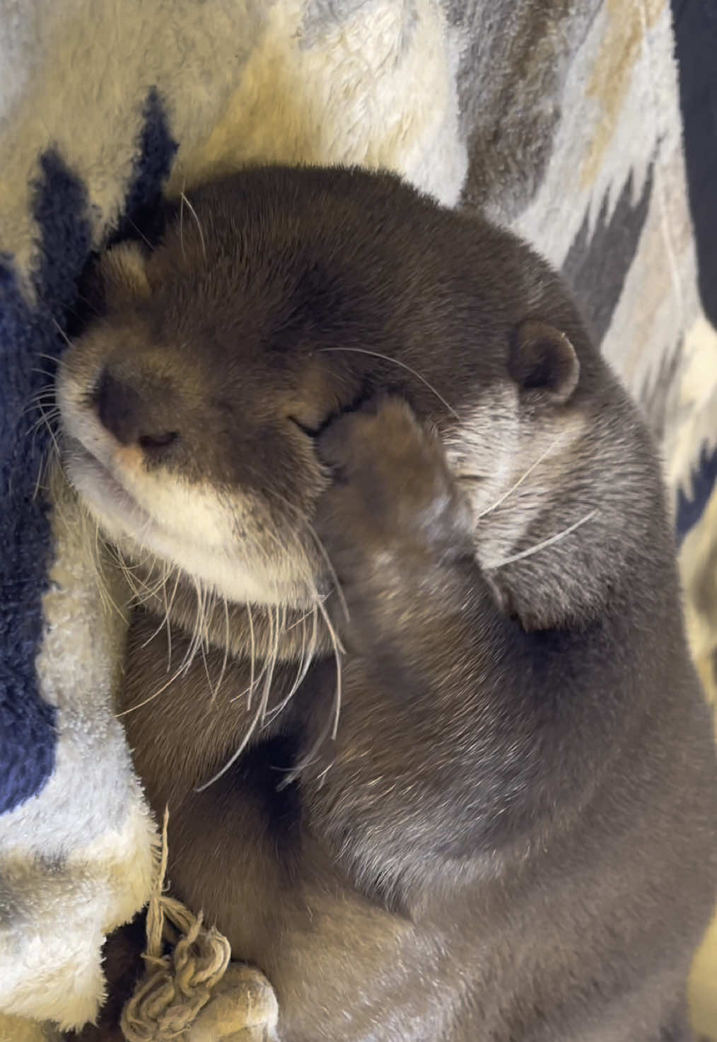 この時期どうしても眠たいよね😪 ウーちゃんはただいまヒート期間😌 無理せず夏を過ごそうね💕 #カワウソ #コツメカワウソ #otter  #выдра #Loutre #수달 #nutria 