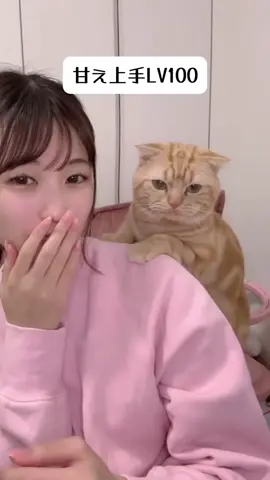 マルさん人気動画14連@ゆち🌻⛄️8/7生誕祭🎂 #ライブ配信 #猫 #まる #かわいい  最近出会ってくれた方向けに短く整えたマルさん動画詰め合わせ。CGじゃないよ🤗
