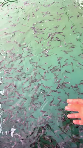 Tebar bibit lele uk 3 #budidayalele#lelekonsumsi#lele#berdoaygterbaik#DayFarm#videoviral#tiktok 
